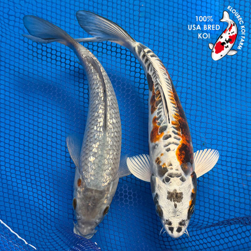 (2) 8-10" "Tristan & Isolde" Koi Couple #K72413(X19)