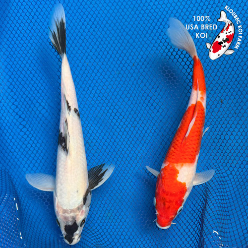 Red Koi Fish | Showa, Benigoi & Kohaku Koi | Kloubec Koi Farm