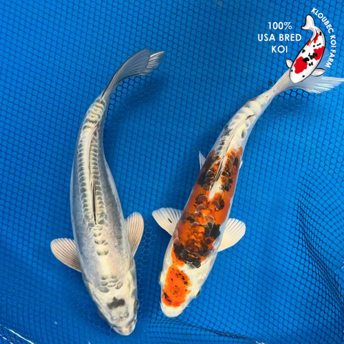 (2) 9" "Eros & Psyche" Doitsu Koi Duo #K72415(X20)