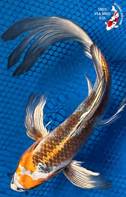 8" "Jericho" Kujaku Butterfly Koi #K72416(X20)