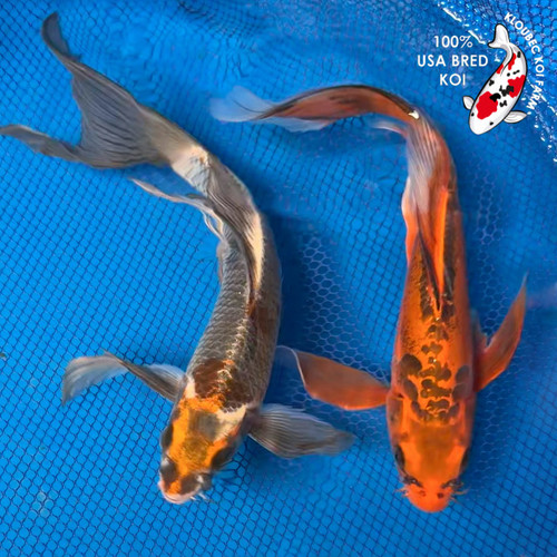 (2) 11" "Fred & Wilma" Butterfly Koi Couple #K72417(X20)