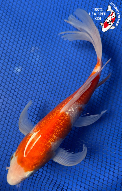 8.5" "Rosie" Gin Rin Kohaku Butterfly Koi #J7233(P1)