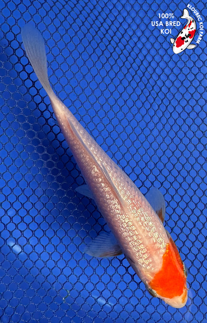 5.5" "Dot" Gin Rin Tancho Kohaku Koi #J7234(P1)