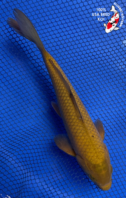7.5" "Penny" Chagoi Koi #J7236(P1)