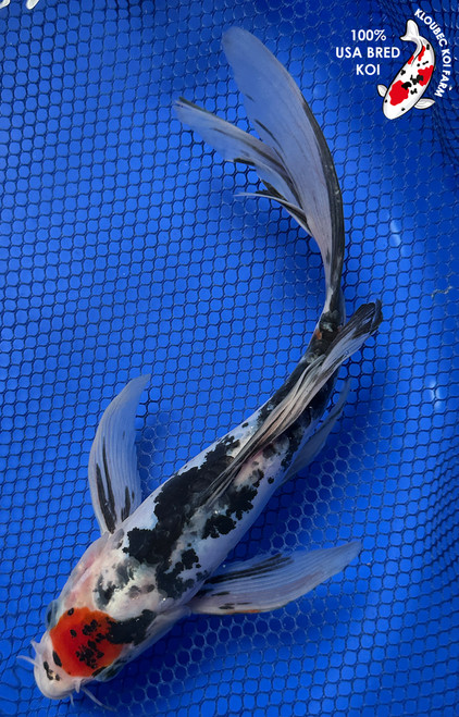 9" "Samurai" Tancho Showa Butterfly Koi #J72311(P1)