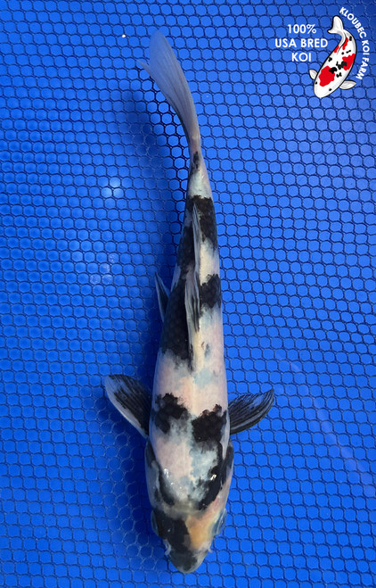 7" "Bandit" Shiro Utsuri Koi #J72319(P2)