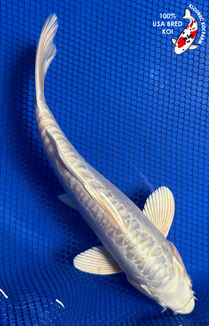9.5" "Sterling" Doitsu Platinum Ogon Koi #J72322(P2)