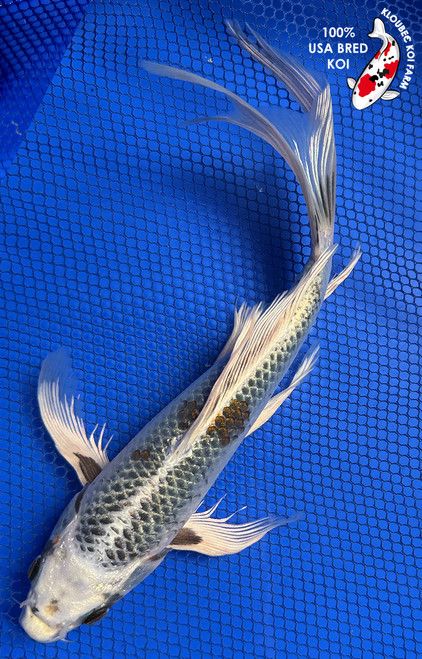 Shop Koi Varieties | Find Japanese Koi by Type | Kloubec Koi Farm