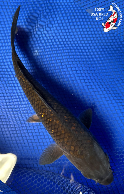 8.5" "Copper" Gin Rin Chagoi Koi #J72326(P2)