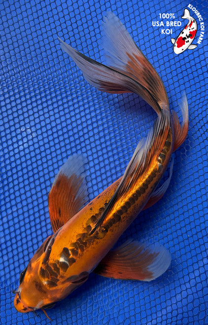 10" "Aurora" Aka Shusui Butterfly Koi #J72328(P2)