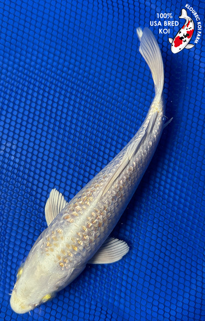  9" Diamond" "Gin Rin Cream Ogon Koi #J72329(P2)