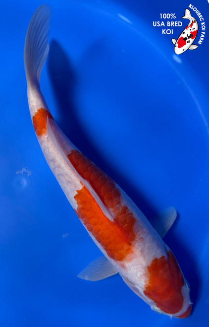 Shop Koi Varieties | Find Japanese Koi by Type | Kloubec Koi Farm