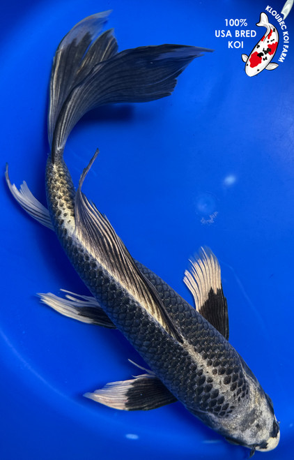 15" "Shadow" Matsuba Butterfly Koi #J72335(Q1)