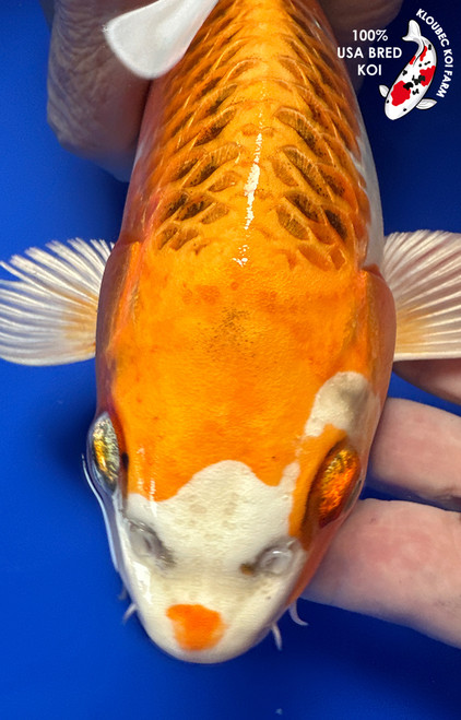 10" "Nugget" Kujaku Koi #J72336(Q1)