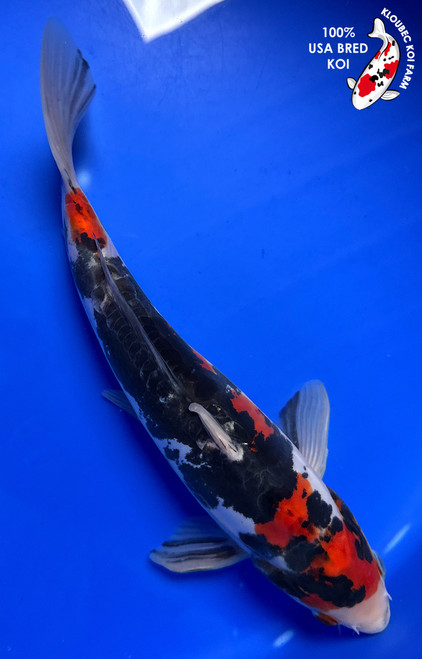 10" "Kaen" Doitsu Showa Koi #J72338(Q1)