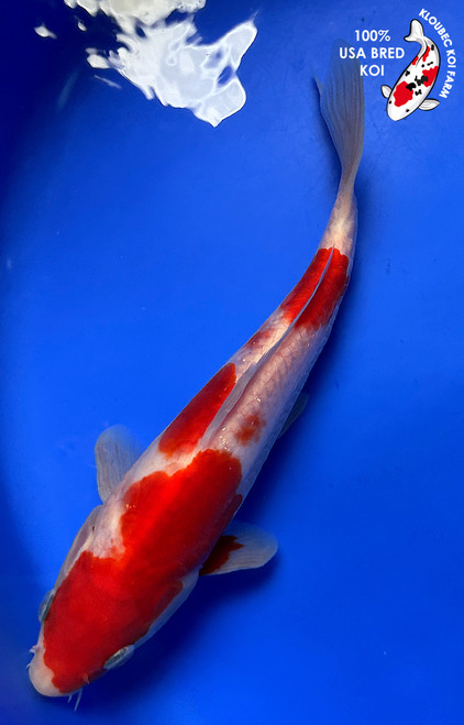 8" "Cherry" Doitsu Kohaku Koi #J72341(P3)