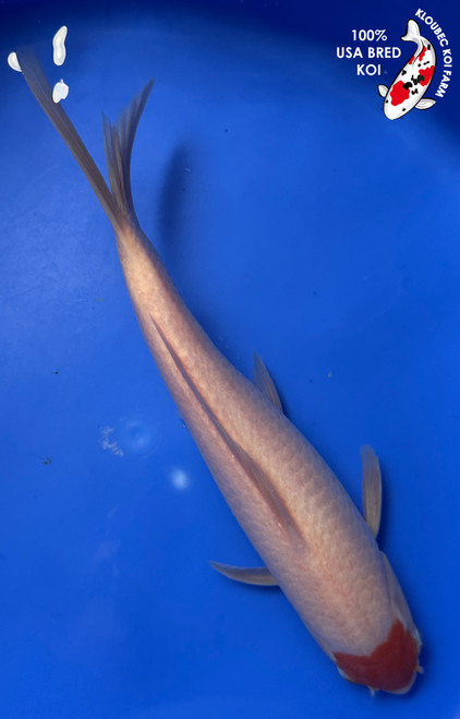 11" "Lucky" Tancho Kohaku Koi #J23427(P3)