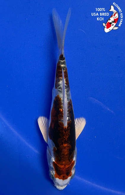 5" "Rusty" Beni Kikokuryu Koi #J37234(H2)