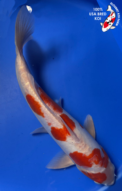 Shop Koi Varieties | Find Japanese Koi by Type | Kloubec Koi Farm