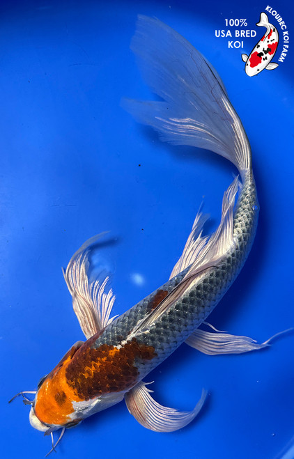 13" "Dash" Metallic Kujaku Butterfly Koi #J72348(P3)