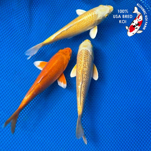 (3) 8" "Citrus Splash" Koi Trio  #B72419(X21)
