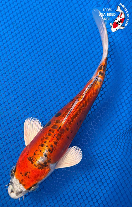 8" "Paprika" Doitsu Yamato Nishiki Koi  #K72420(X21)