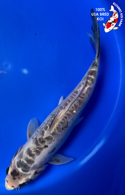 11" "Storm" Kumonryu Koi #J72352(P3)