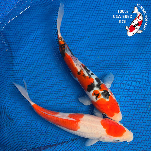 (2) 10" "Duke & Duchess" Gosanke Koi Couple  #K72422(X43)