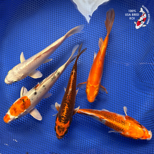 (5) 6-8" "Dream Team" Koi Collection #J842(X52)