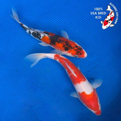 (2) 8" "Hank & Willie" Koi Couple  #K72428(X40)
