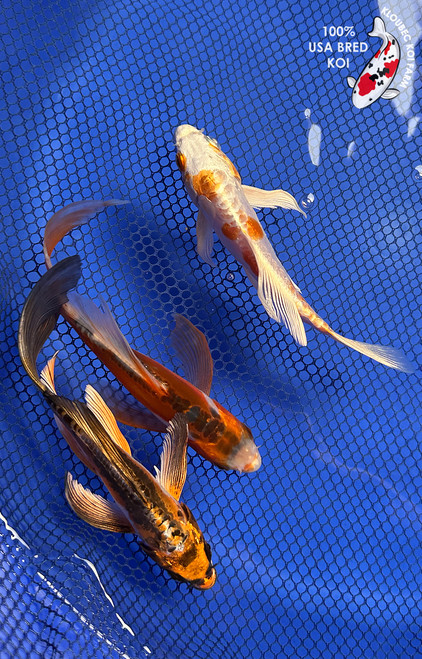(3) 6" Doitsu Butterfly Koi "Curated Trio" Pond Pack #J844(H5)