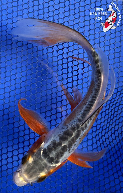 6" "Sora" Shusui Butterfly Koi #J845(H3)