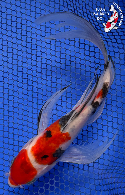 7.5" "Jelly Bean" Sanke Butterfly Koi #J846(P12)