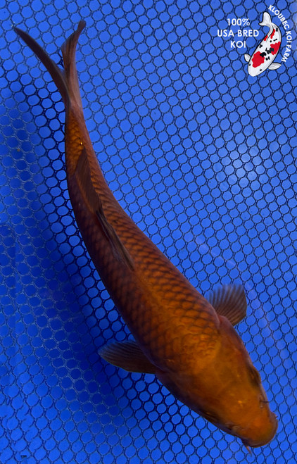 6.5" "Toffee" Chagoi Koi #J847(P12)
