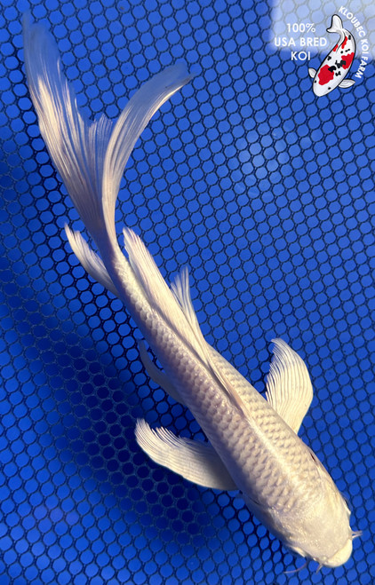 7" Platinum Ogon Butterfly Koi #J848(P12)