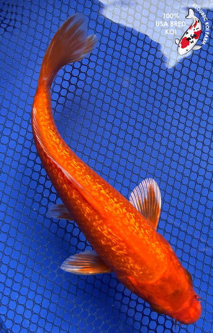 6.5" "Ember" Gin Rin Benigoi Koi #J8410(P12)