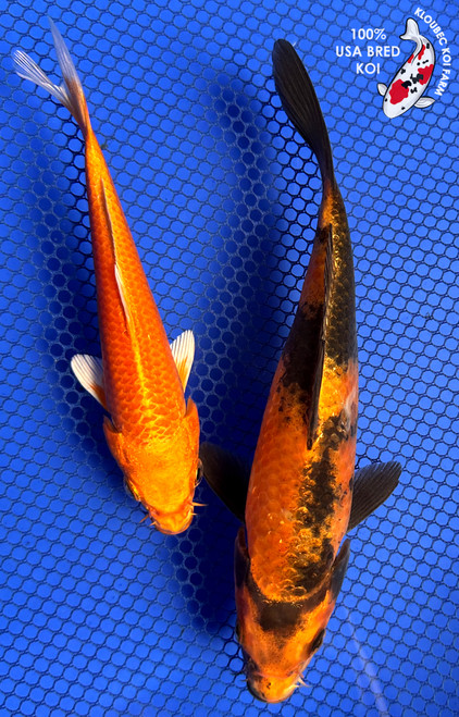 (2) 8-9" Koi "Blaze & Bandit" #J8417(P11)