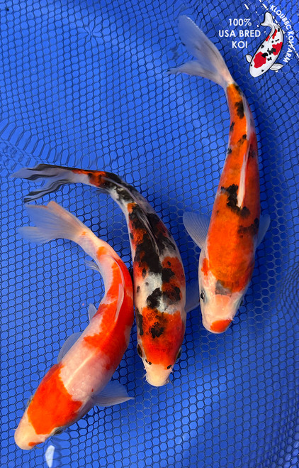 (3) 7-8" Koi "Elite Gosanke Trio" #J8418(P11)