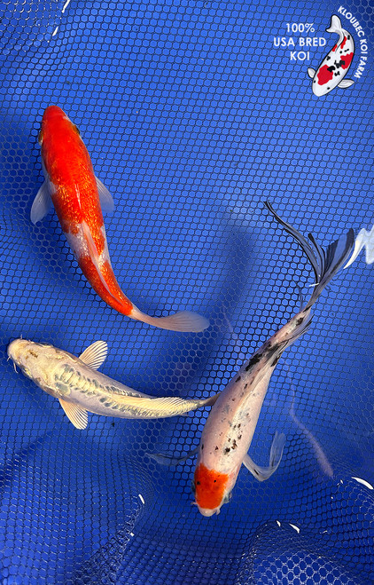 (3) 7-9" Koi "Premier Trio" #J8429(X1)