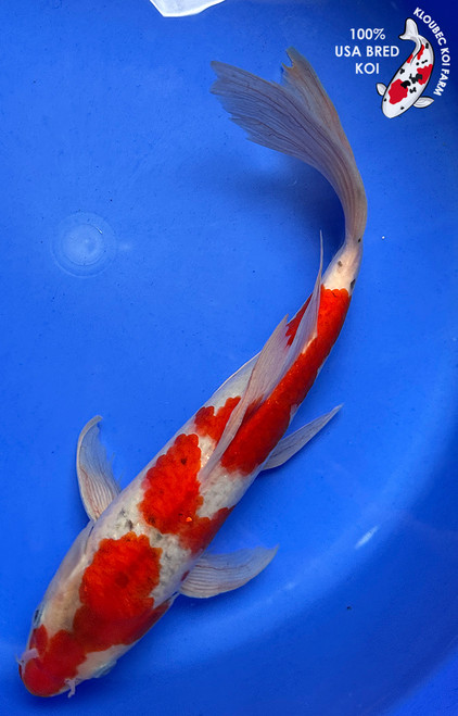 12" "Ruby" Goshiki Butterfly Koi #J862(Q10)