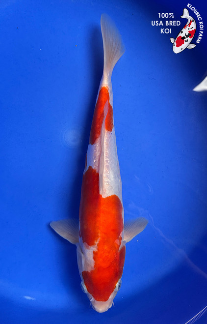 12" "Glory" Doitsu Kohaku Koi #J864(Q10)
