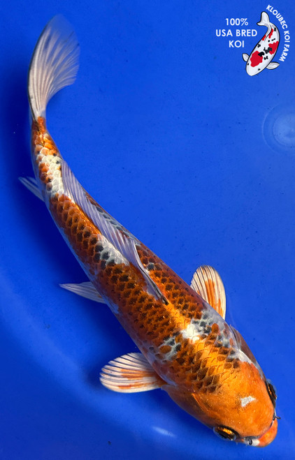 10" "Nugget" Kujaku Koi #J865(Q10)