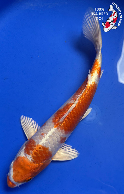 10" "Clementine" Hariwake Koi #J8612(Q10)