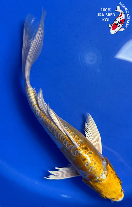 10" "Limon" Doitsu Yamabuki Hariwake Butterfly Koi #J8613(Q10)