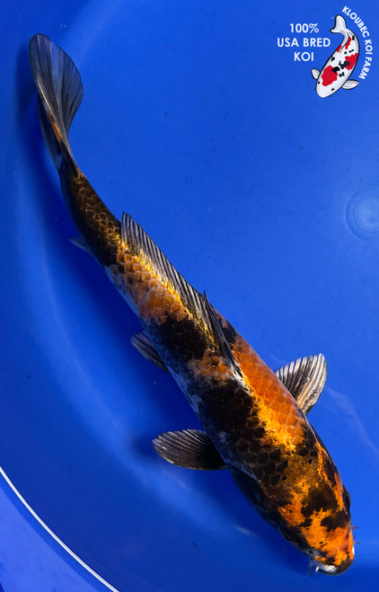 11.5" "Winston" Kin Showa Koi #J8415(Q9)