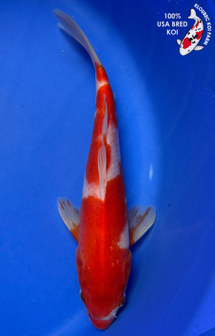 10" "Lucy" Kohaku Koi #J8617(Q9)
