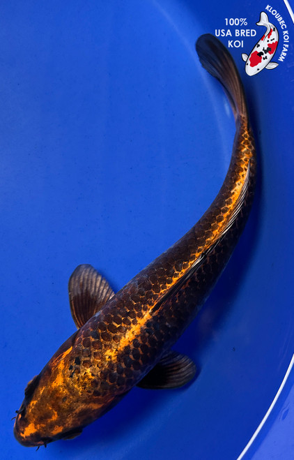 10" "Copper" Kin Matsuba Koi #J8618(Q9)