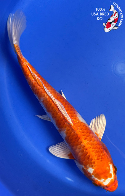 11" "Clementine" Hariwake Koi #J8620(Q9)