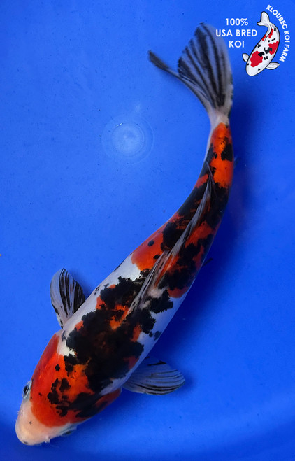 10.5" "Ziggy" Doitsu Showa Koi #J8621(Q9)
