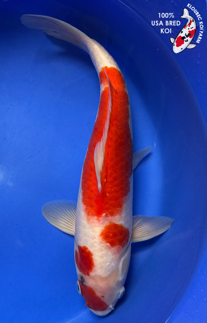 14" "Rosie" Kohaku Koi #J8624(Q8)